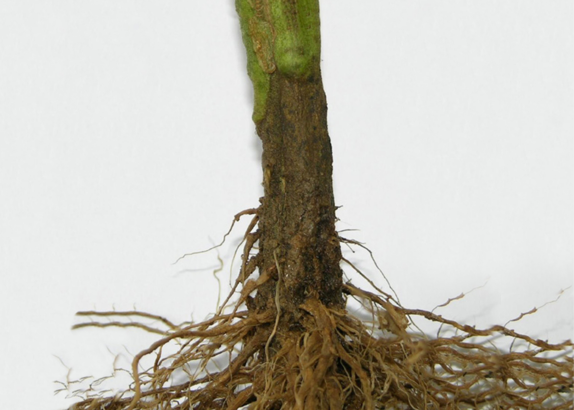 Stem with brown rot.
